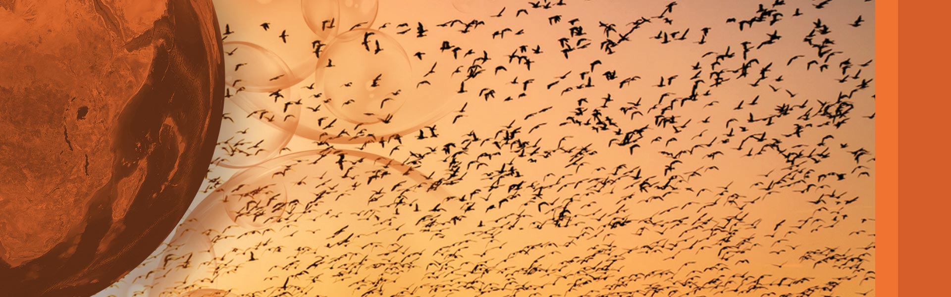 Allontanamento avifauna infestante