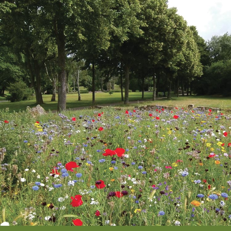 Manutenzione aree verdi