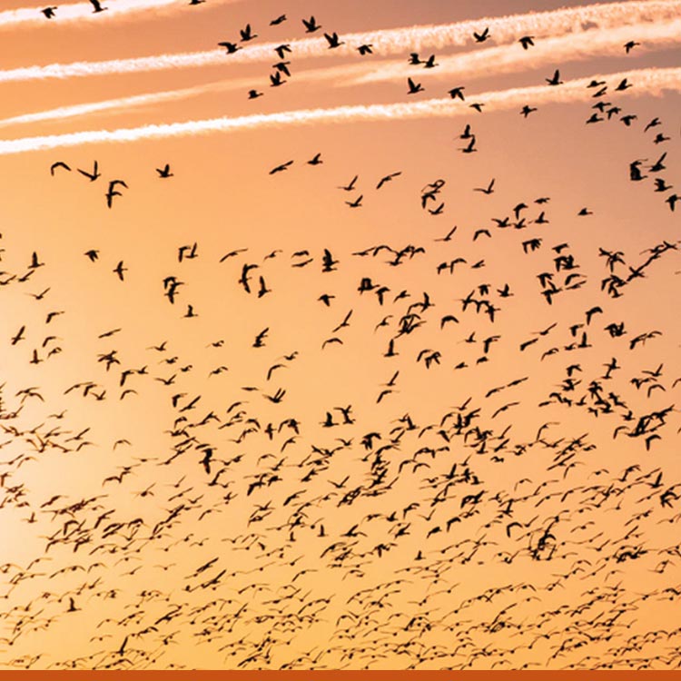 Allontanamento avifauna infestante